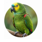 Papagaio
