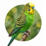 Periquito