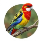 Rosella