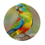 Turquesina