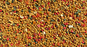 Nutrópica - Agapornis - Frutas - 300g - imagem 2