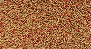 Nutrópica - Curió - Pássaros Brasileiros - 300g  - imagem 2