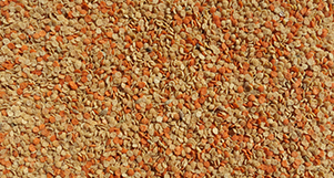 Nutrópica - Periquito - 300g - imagem 2