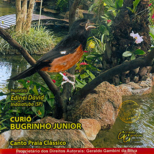 CD - Curió - Bugrinho Junior - Canto Praia Clássico - imagem 1