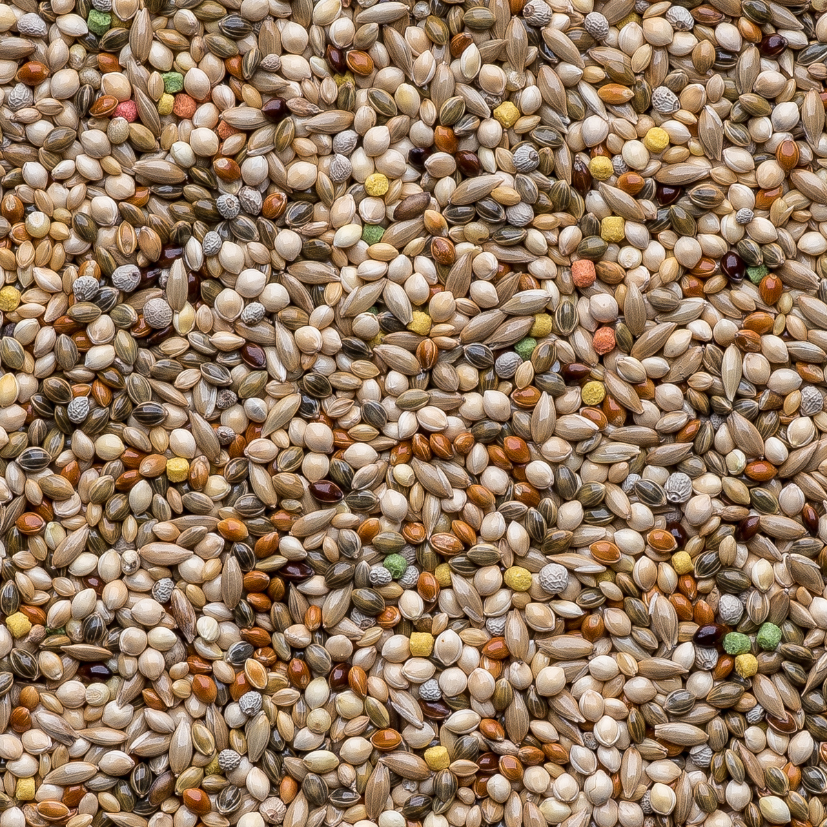 Raposo - Coleiro Premium C/ Larva de Tenébrio - Linha Ouro - 500g - imagem 2