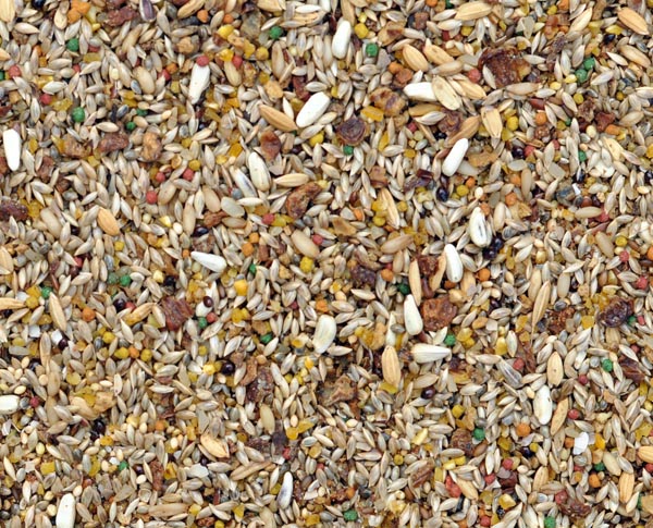 Raposo - Galo de Campina, Cardeal e Azulão - Linha Nobre - 500g - imagem 2