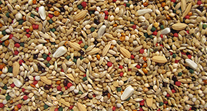 Nutrópica - Seleção Natural - Curió - 300g  - imagem 2