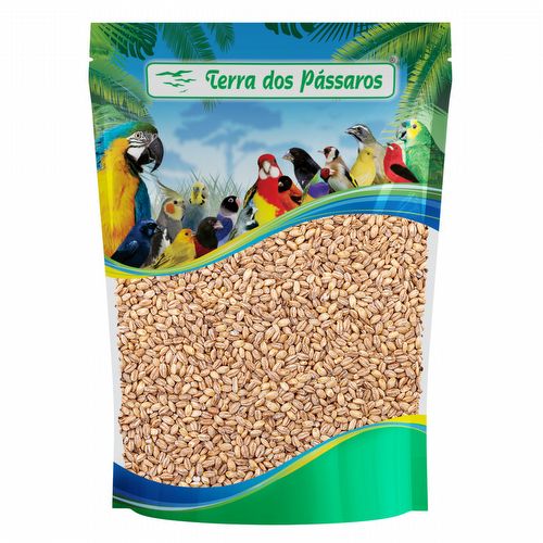 Semente de Cevadinha Integral - 5kg - imagem 1