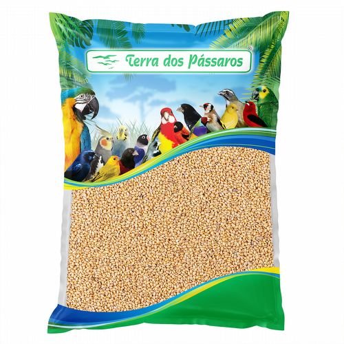 Painço Cearense - 2,5kg - imagem 1