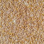 Alcon Club - Farinhada com Ovos para Psitacídeos - 250g - imagem 2
