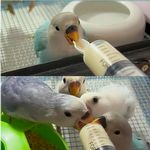 Seringa para Alimentação Pássaros com Colher de Silicone - 20ml - imagem 5