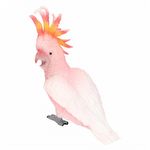 Chaveiro Resina Cacatua 