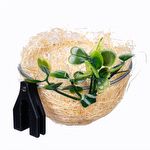 Ninho para Criação de Coleiro - Natural Sisal Com Folhas E Presilha