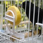 Porta Verdura - Frutas - Milho - Osso de Siba - Cor Branca - imagem 2