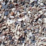 Reino das Aves - Boiadeiro Mineral - 500g - imagem 2