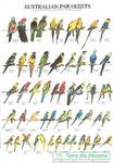 Poster - Aves Australianas
