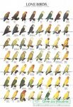 Poster - Agapornis - N.º 1