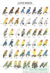 Poster - Agapornis - N.º 2