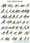 Poster - Pássaros da América do Sul