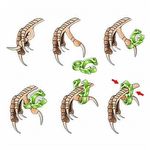 Pulseira para Tratamento de Pés e Correção de Dedos - Pássaros Silvestres - imagem 2