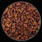 Bicho da Seda - Crisálida - Insetos Desidratados  - 400g - imagem 2