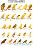 Poster - Tipos de Canário