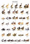 Poster - Patos - 1