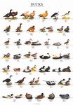 Poster - Patos - 2