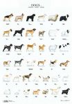 Poster - Dogs 1