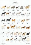 Poster - Dogs 2