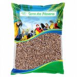Semente de Funcho - 500g