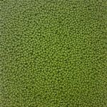 Alcon Club - Coleiro Green - Super Premium - 5kg  - imagem 2