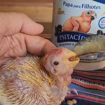 Alcon Club - Papa para Filhotes - Psitacídeos - 160g - imagem 3