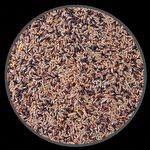 Mistura Canários e Pintagol - Extra - 10 kg - imagem 2