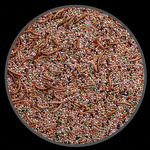 Mistura Coleiro Super Premium com Tenébrio - 500g - imagem 2