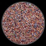 Mistura para Pombos Tradicional - 14 grãos - 5kg - imagem 2