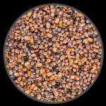 Mistura de Sementes para Germinar ou Cozinhar Calopsita e outros Psitacídeos - 500g - imagem 2