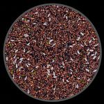 Mistura de Sementes para Germinar ou Cozinhar Canários e Exóticos - 500g - imagem 2