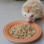 Alcon Club - Hedgehog - 350g - imagem 3