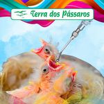 Ponteira - Cânula em Aço Inox para Seringa - 2.0mm - 10 Unidades - imagem 2