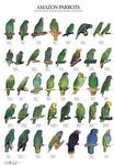 Poster - Papagaios da Amazonia