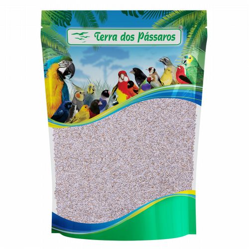 Semente de Alface Lisa - Baba de Verão - 100g - imagem 1