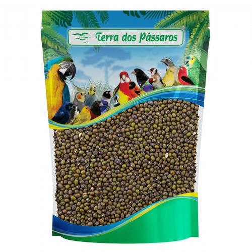 Semente de Feijão Moyashi - 100g - imagem 1