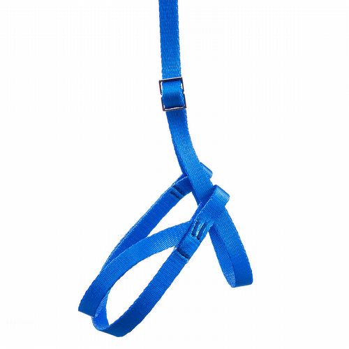 Guia e Peitoral para Papagaio - Azul - imagem 1