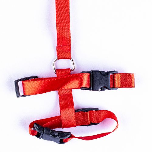 Guia e Peitoral Tradicional para Calopsita - Vermelho - imagem 1