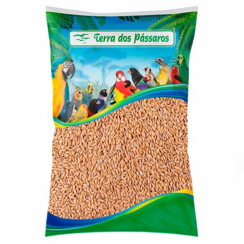 Arroz Cateto - 10 kg - imagem 1