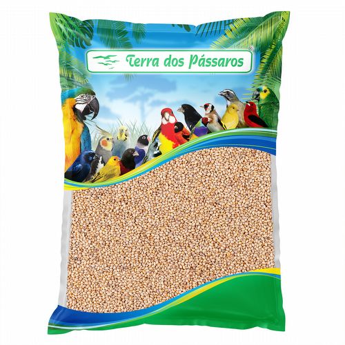 Painço Nordestino - 10kg - imagem 1
