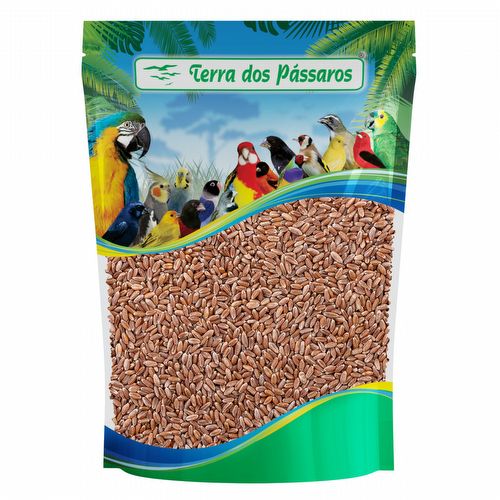Semente de Trigo em Grãos - 500g - imagem 1