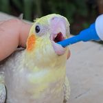 Alcon Club - Health Floravita Essential Aves - 6g - imagem 5