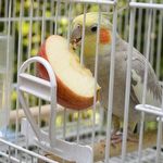Porta Verdura - Frutas - Milho - Osso de Siba - Cor Branca - imagem 3
